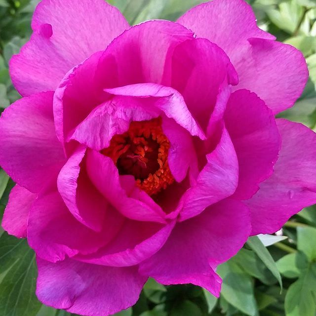 Instagram Photo Contest: "Spring in Napa Valley"